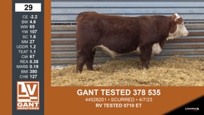 Lot #29 - GANT TESTED 378 535