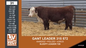 Lot #31 - GANT LEADER 315 572
