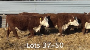 Lot #37 - Bred Hereford Heifer