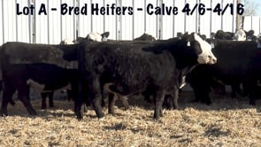 Lot #A1 - BB Hfrs to calve 4/6-4/16