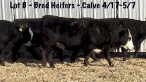 Lot #B1 - BB Hfrs to calve 4/17-5/7