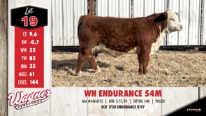 Lot #19 - WH ENDURANCE 54M