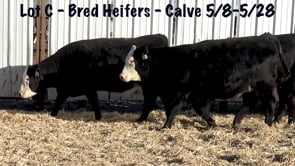 Lot #C1 - BB Hfrs to calve 5/8 - 5/28