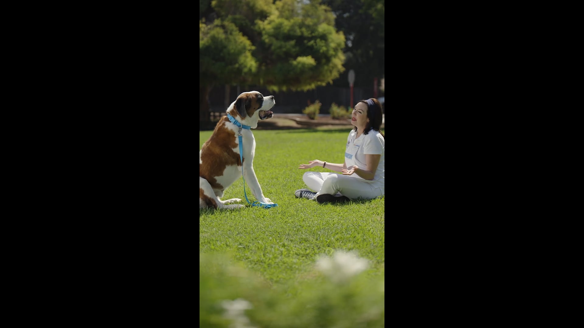 Progressive's Pet Insurance - Dog Talk