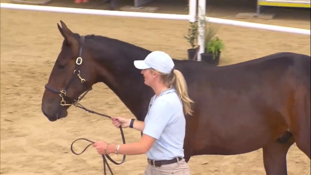 2025 National Standardbred Yearling Sale, Lots 163 - 171