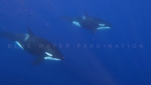 Underwater Film - Blue Ocean 4K