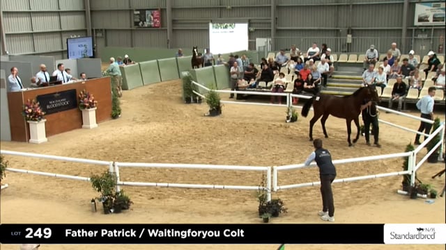 2025 National Standardbred Yearling Sale, Lots 249 - 257