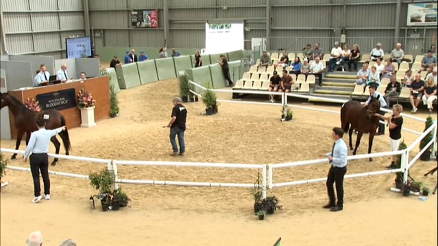 2025 National Standardbred Yearling Sale, Lots 264 - 271