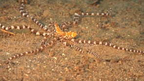 Underwater Film - Dive Philippines HD