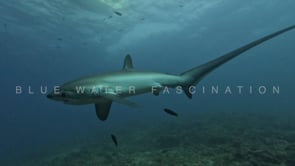 Underwater Film - Dive Philippines 4K