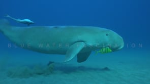 Underwater Film - Dive the Red Sea 4K