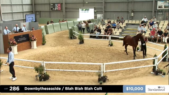 2025 National Standardbred Yearling Sale, Lots 286 - 296