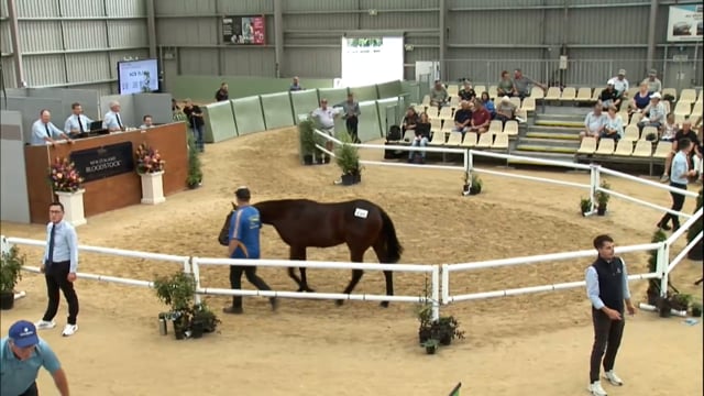 2025 National Standardbred Yearling Sale, Lots 296 - 304
