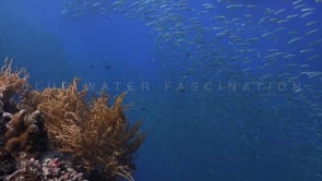 Underwater Film - Coral Reef Scenes HD