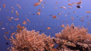 Underwater Film - Coral Reef Scenes 4K