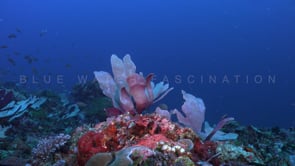 Underwater Film - The Coral Reef 4K