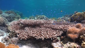 Underwater Film - The Coral Reef HD