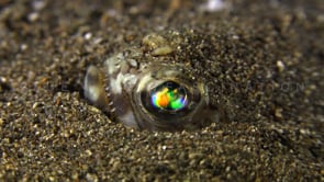 Underwater Film - Ocean Colors HD