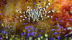 Underwater Film - Ocean colors 4K