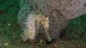 Underwater Film - Underwater Wonders 4K