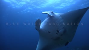 Underwater Film - Raja Ampat 4K