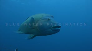Underwater Film - Raja Ampat HD