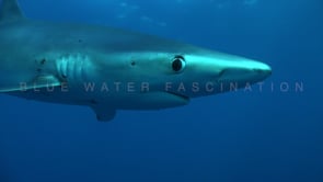 Underwater Film - Diving the Azores HD