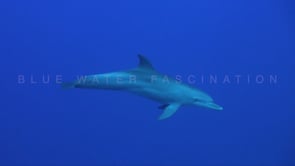 Underwater Film - Underwater World Maldives and Red Sea HD