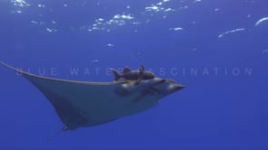 Underwater film - Underwater World Europe HD