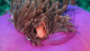 Underwater Film - Clownfish Coral Reef HD