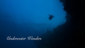 Underwater Wonders - HD