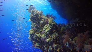 Underwater Film - The Blue Ocean HD