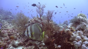 1477_Batfish close up on coral reef