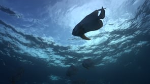 1478_Shoal of batfish passing close