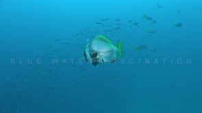 1479_Batfish passing close in the blue