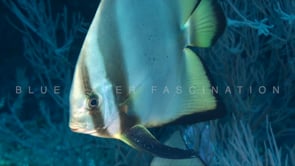1562_Batfish face close up