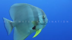 1563_Batfish passing close in blue