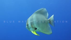 1564_Batfish passing close in front of the camera