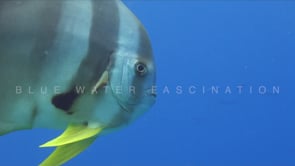 1565_Batfish in blue ocean