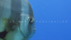 1566_Batfish turning super close in front of the camera