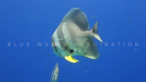 1567_Batfish swimming in ocean