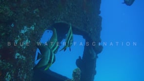 1595_Batfish on ship wreck