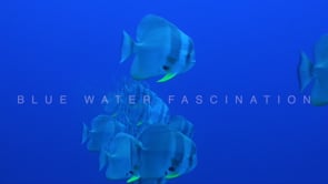 1563_Batfish passing close in blue