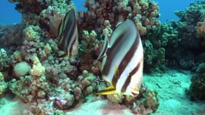 2337_Two Batfish super close up