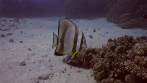 2342_Batfish swimming over coral reef