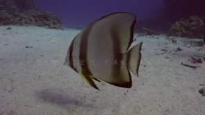 2341_Batfish swimming over ocean floor