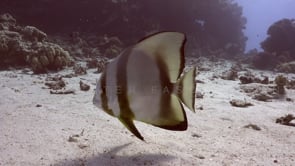 2339_Batfish swimming super close in front of camera
