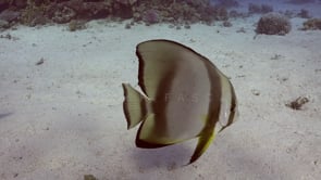 2338_Batfish close up swimming over sand