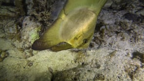 1749_Batfish close up at night.