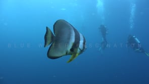 1475_Batfish and divers